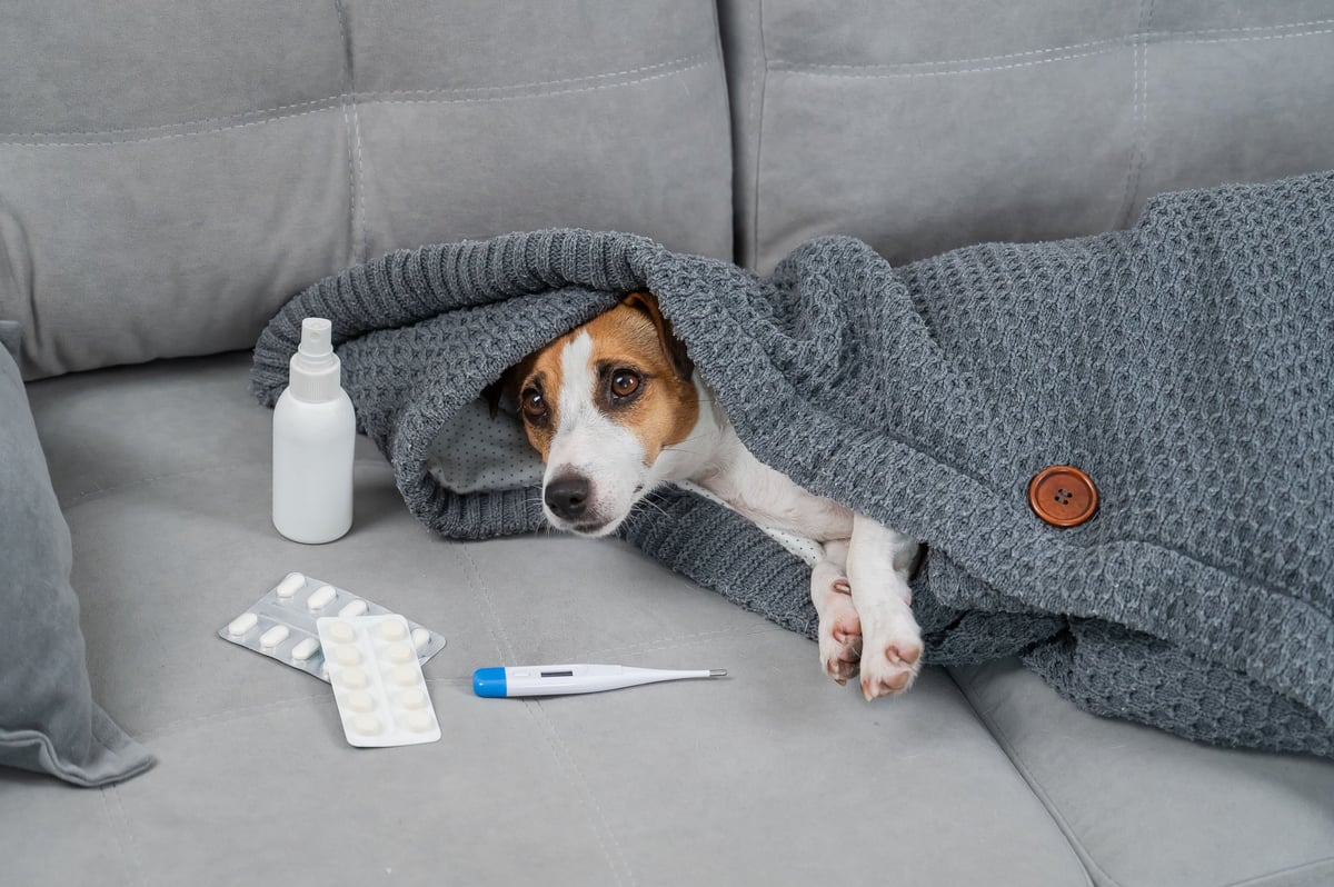 Dog lying on sofa wrapped in blanket - representing pet vulnerability during emergencies
