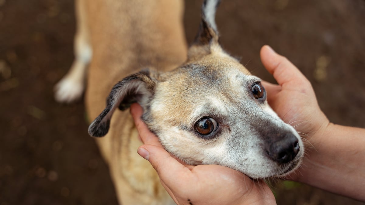 Hands gently holding the face of an old dog